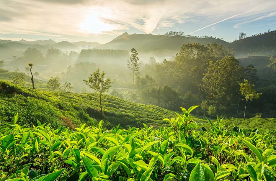 Munnar holiday packages.